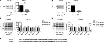 The Role of Cathepsin B in the Degradation of Aβ and in the Production of Aβ Peptides Starting With Ala2 in Cultured Astrocytes